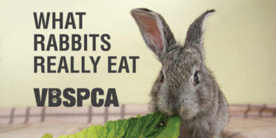What Rabbits Really Eat