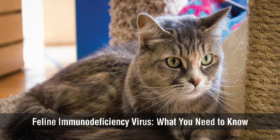 Everything You Need to Know About FIV Positive Cats