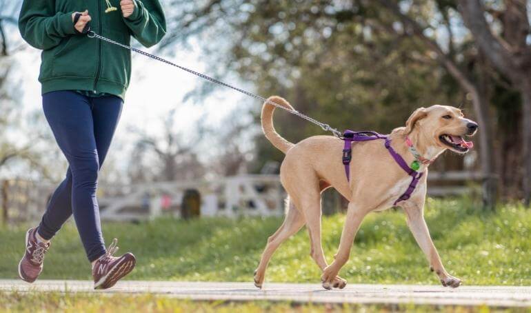 How to Reduce Leash Pulling