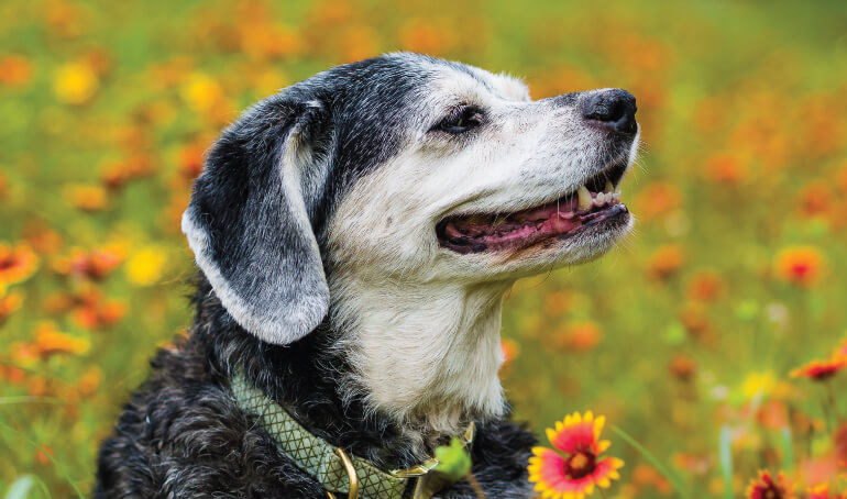 Why Senior Pets Make Great Companions