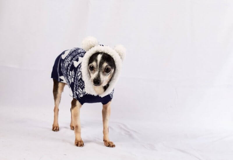 Baby, It’s Cold Outside — Tips to Keep Your Four-Legged Friends Safe During The Winter