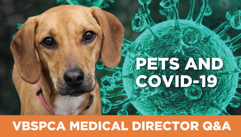 Pets and COVID-19