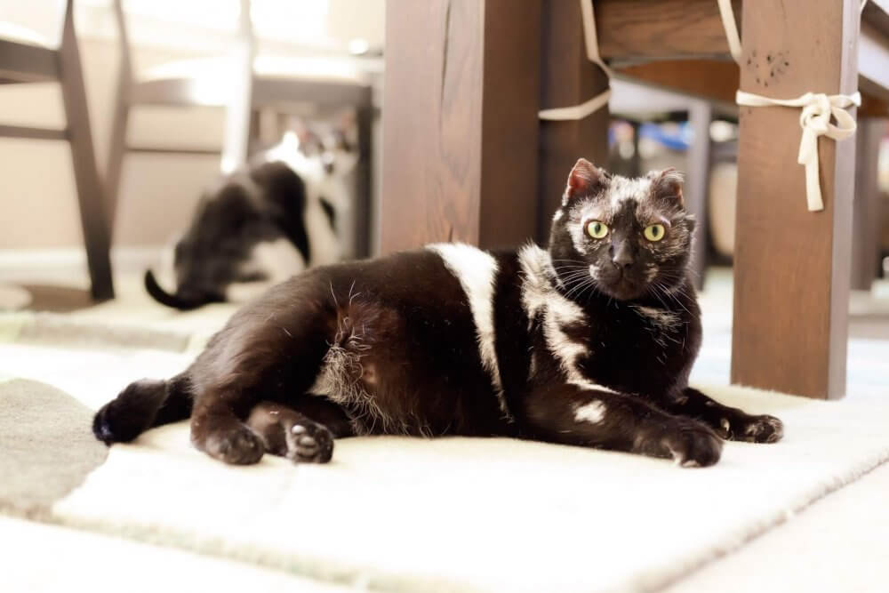 Happy Tails — Maddox