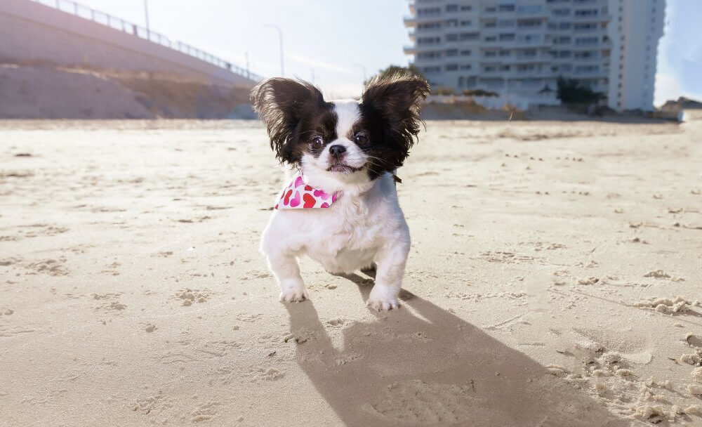 Happy Tails — Blossom