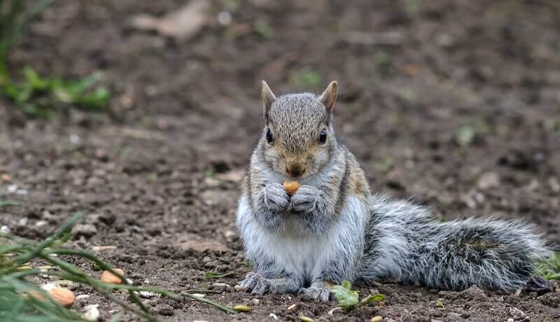 Wildlife – Is Human Intervention Necessary?