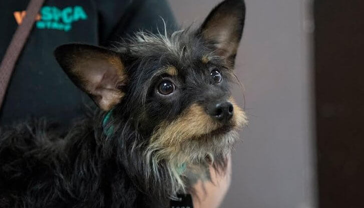 Heartworm Disease: Prevention Matters