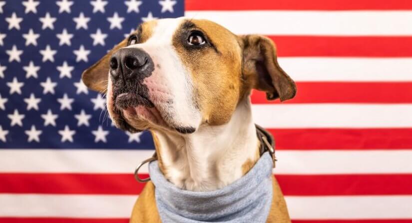 7 Tips to Keep Your Pets Safe This Fourth of July