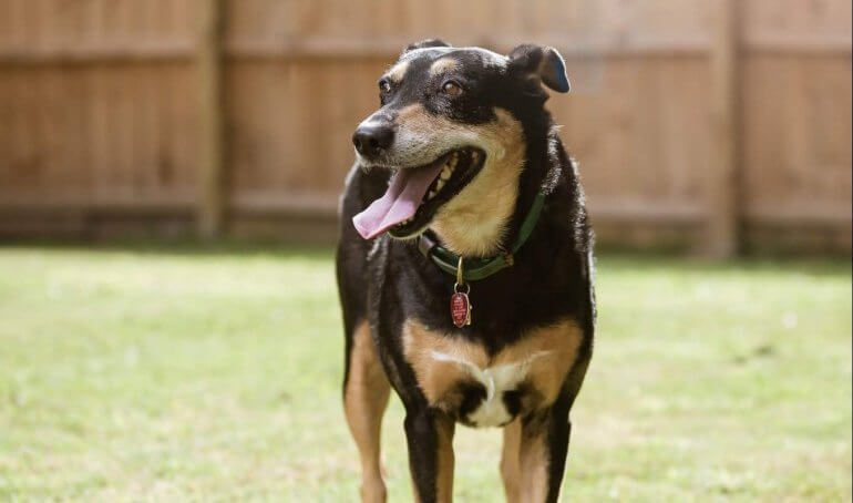 Happy Tails — Holly Berry