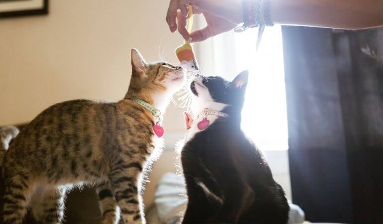 Happy Tails — Ginny and Wanda