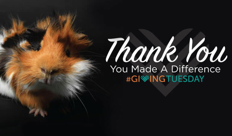 You Made Giving Tuesday a Success