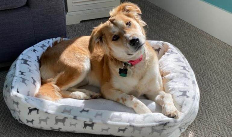 Happy Tails | Cali