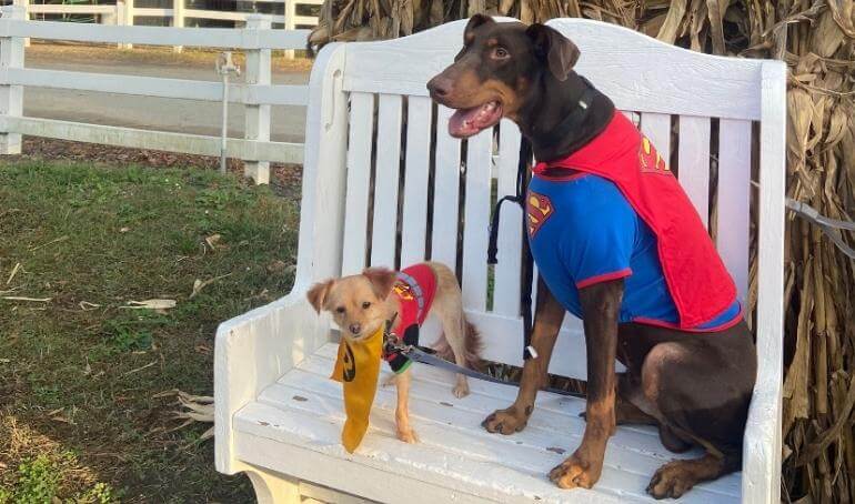 Happy Tails | Kenzo