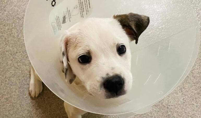 Spaying and Neutering | Health and Community Benefits