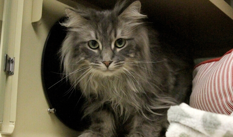 Happy Tails | Bruce