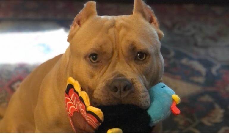 Happy Tails | Tater Tot