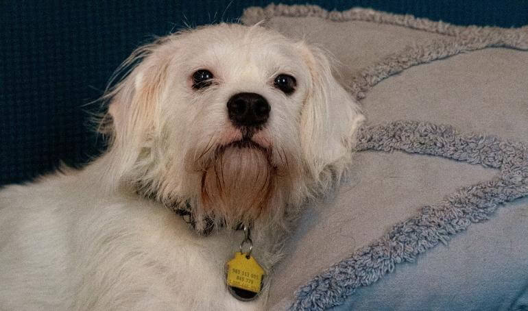 Happy Tails | Dragon