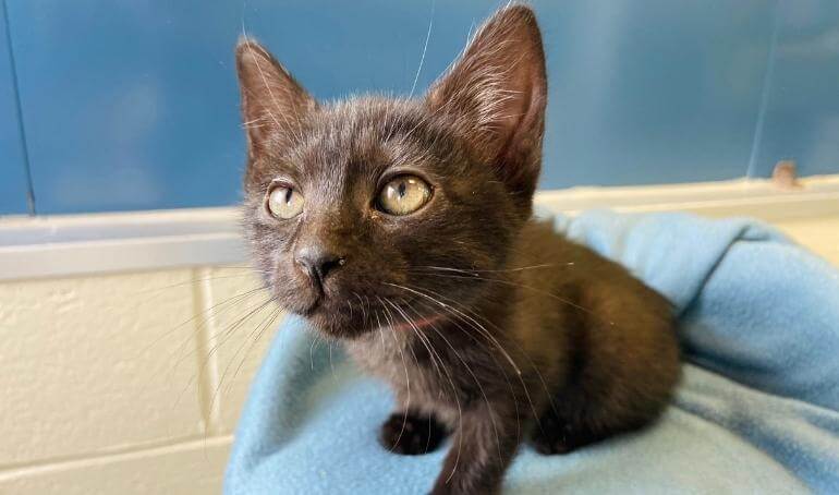 Happy Tails | CoCo