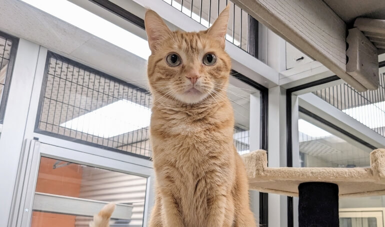 Behind the Scenes of the VBSPCA Cattery