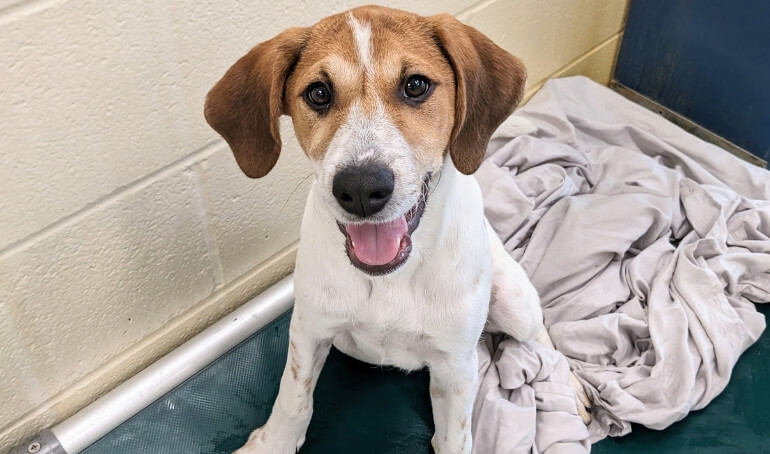 Behind the Scenes of the VBSPCA Kennel