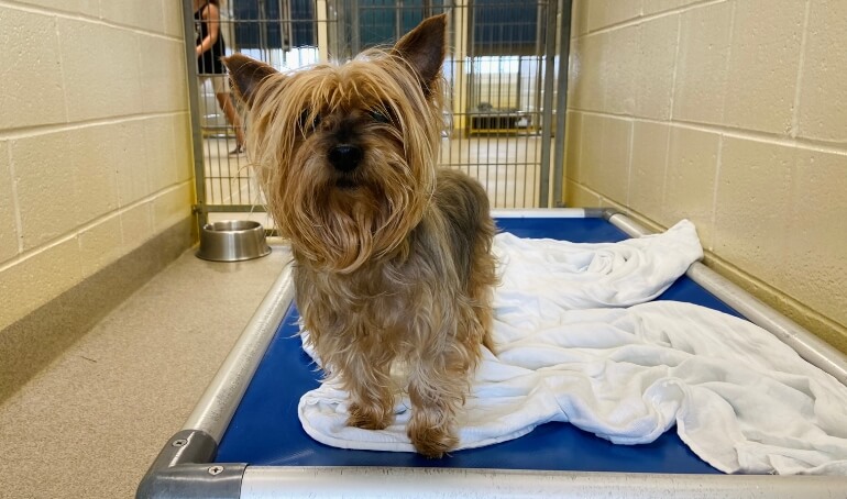 Senior Dogs at VBSPCA Fetch $10,000 Grant