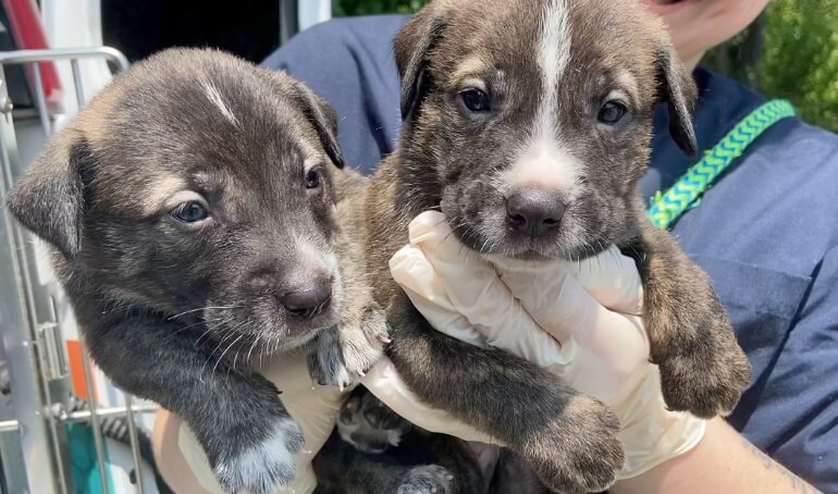 Behind the Scenes with the VBSPCA Isolation & Nursery Team