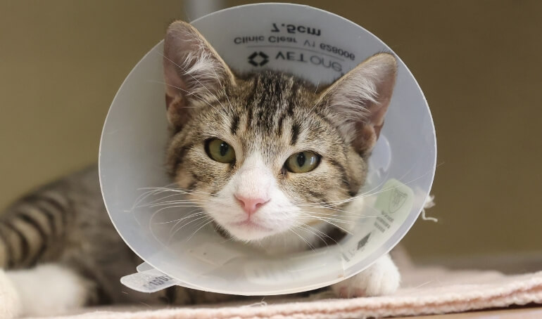 VBSPCA Clinic to be Renovated Thanks to PetSmart Charities Grant