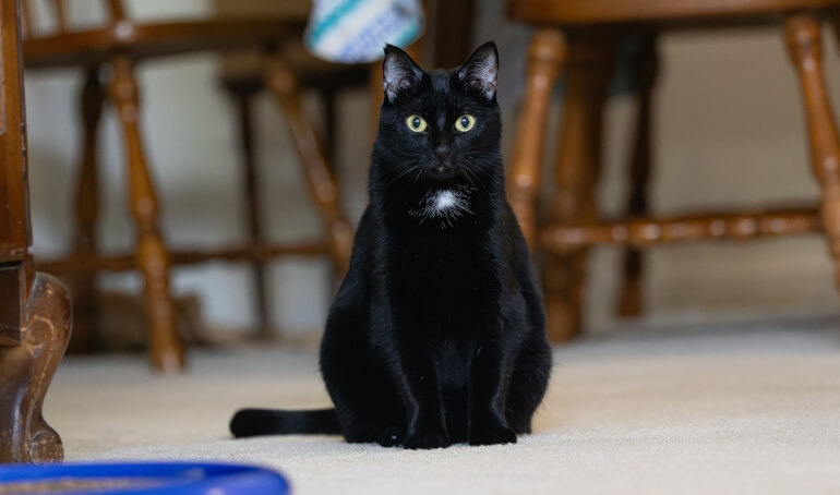 Happy Tails | Sadie