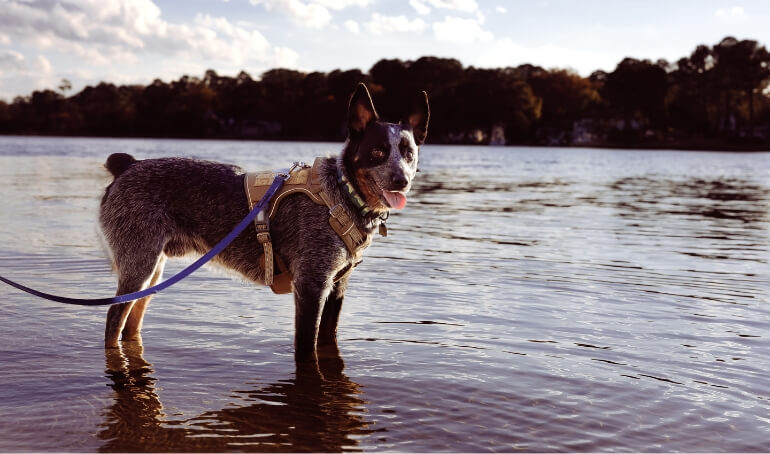 Happy Tails | Bodie
