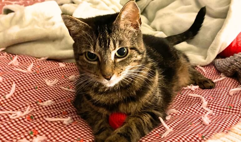 Happy Tails | Groceries
