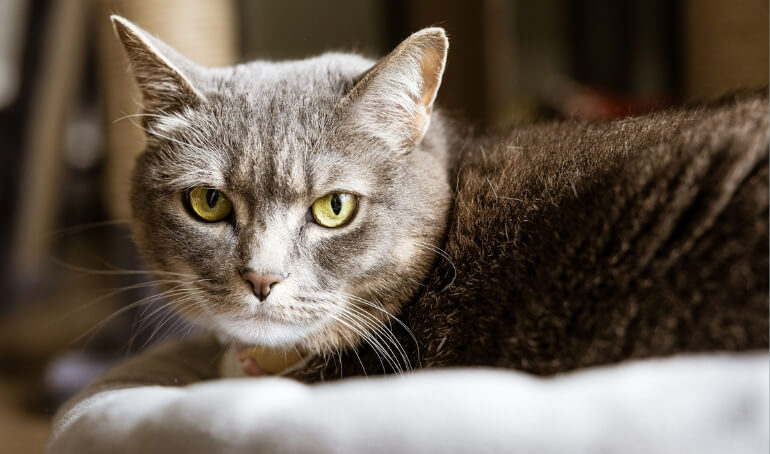 Happy Tails | Lucy