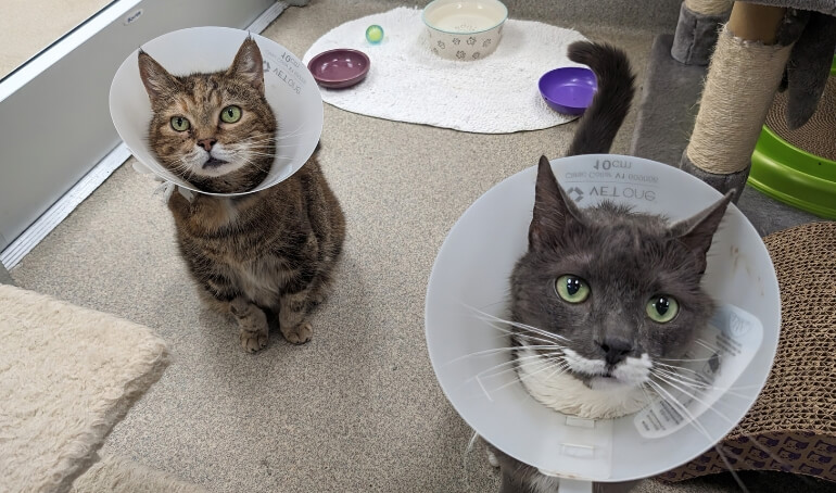 VBSPCA Receives $10,000 Grant from Petco Love