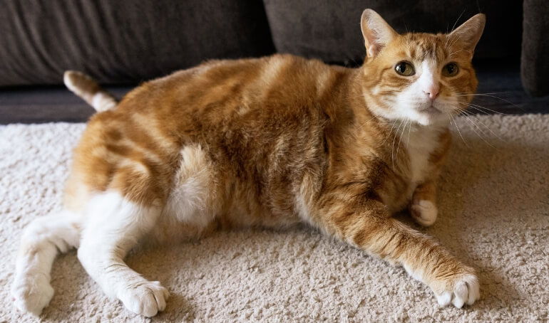 Happy Tails | Zelda