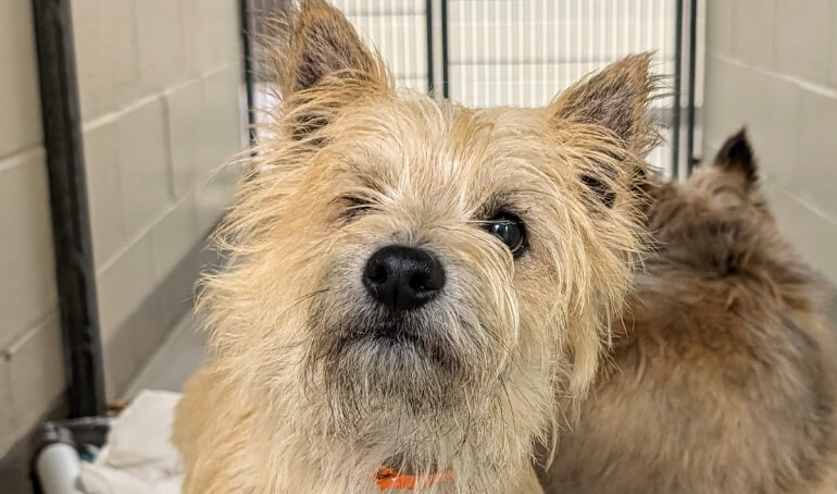 Senior Dogs of VBSPCA Benefit from $15,000 Grant