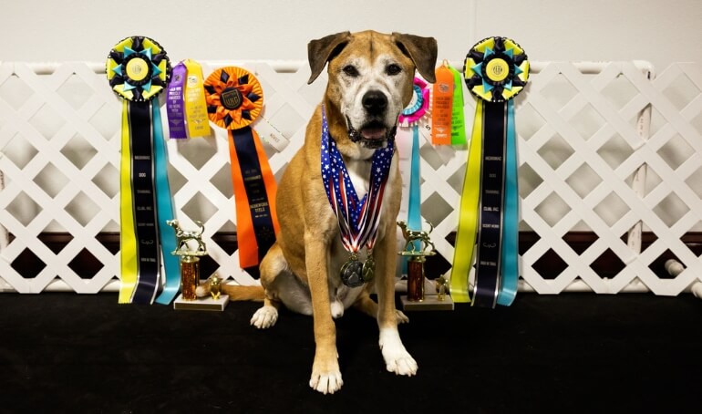 Happy Tails | Tama