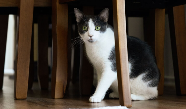 Happy Tails | Fiadh