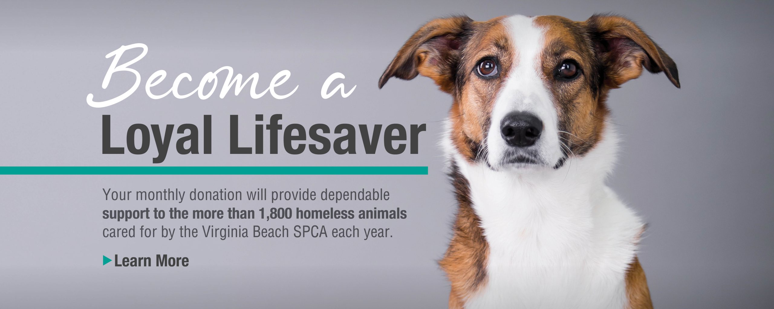 Become a Loyal Lifesaver